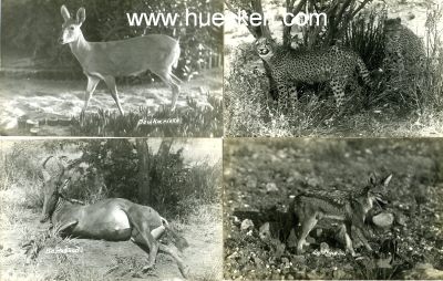 Foto 2 : 9 PHOTOS 9x14cm mit Tieraufnahmen aus...